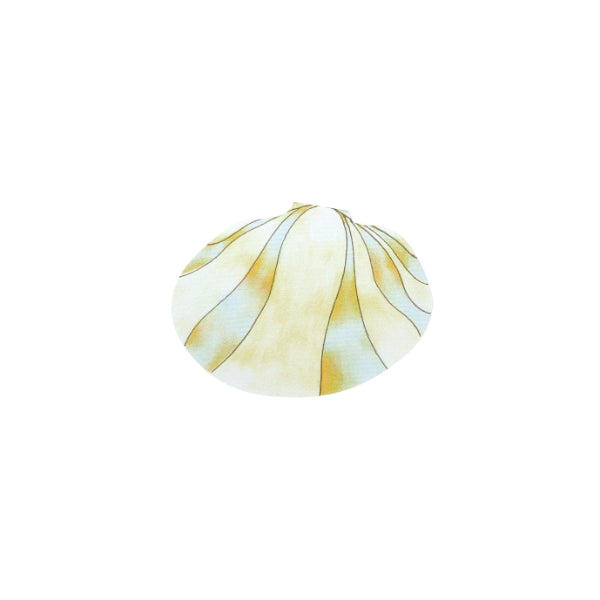 Shell Cards Pastel M